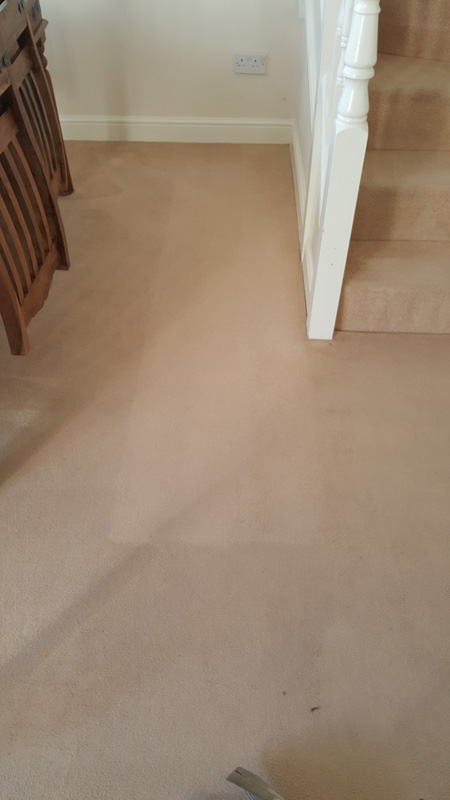 see the difference between the clean part of the carpet and the uncleaned part.
